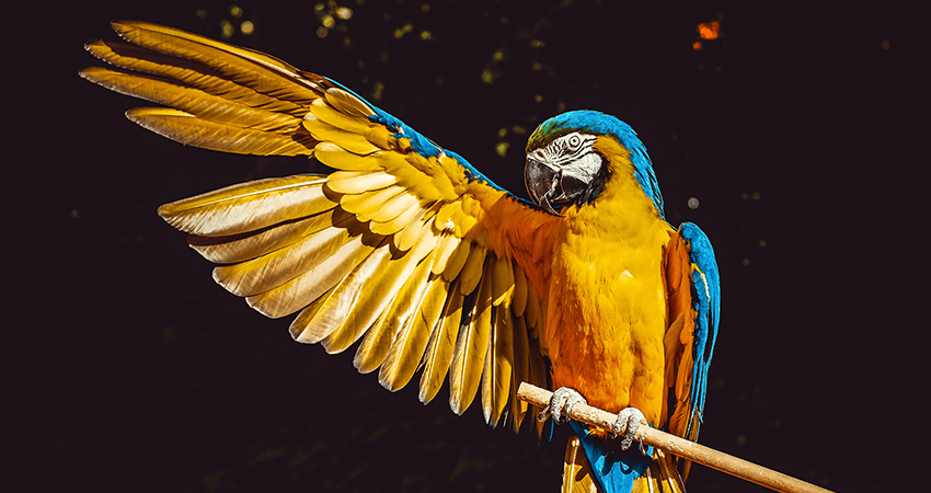 Macaw female with DNA