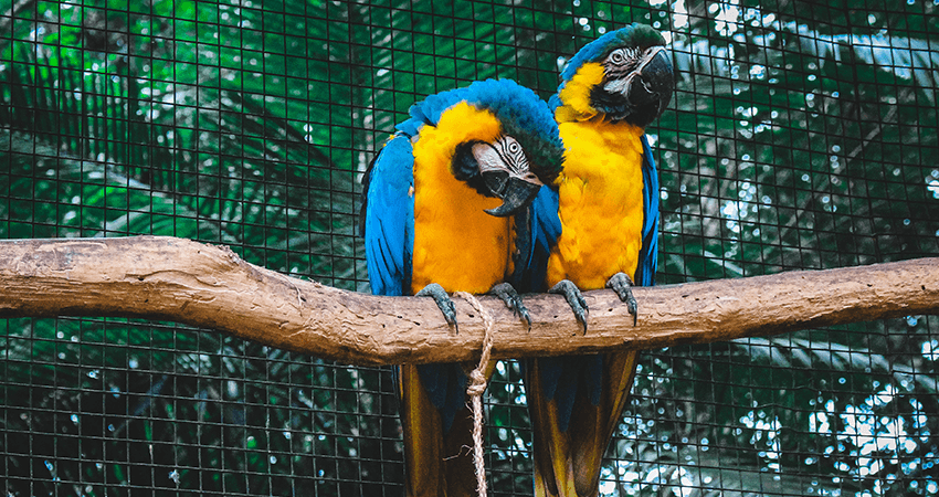 Macaw female with DNA