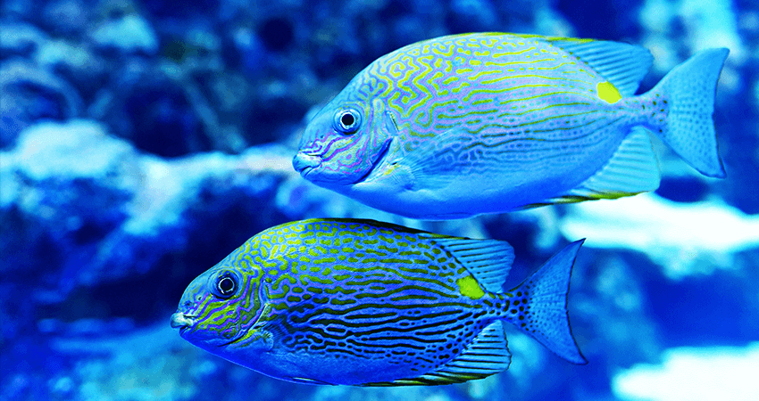 Blue and Pink Tang Fish