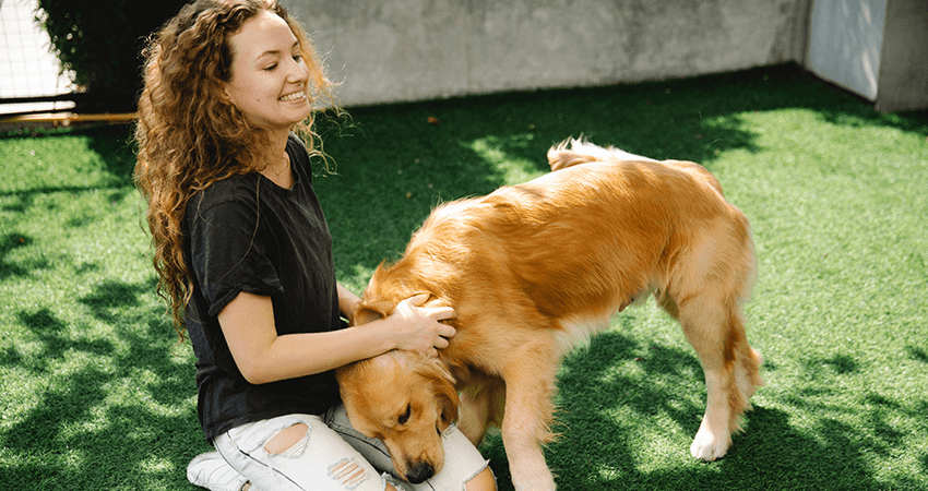 Golden Retriever puppy