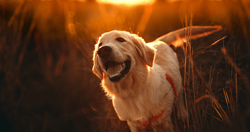 Golden Retriever puppy