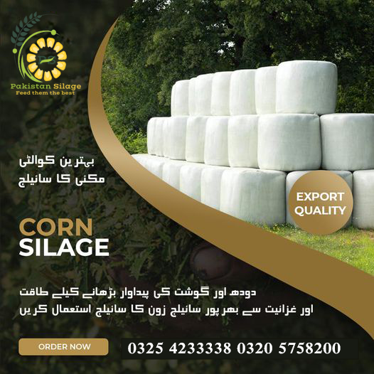 CORN SILAGE