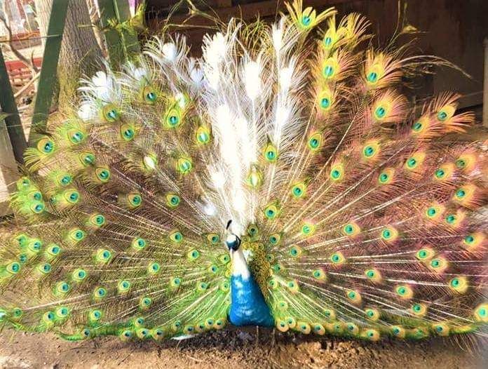 Peacock for sale